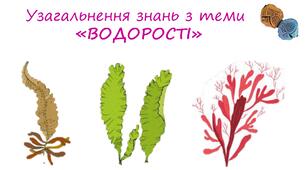 Узагальнення «ВОДОРОСТІ»