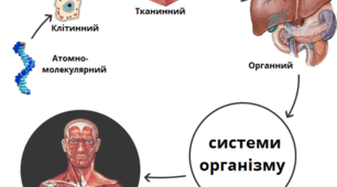 Вступ. Організм людини як біологічна система