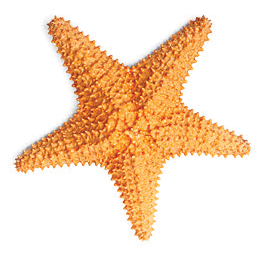 0602528b-bc62-261x254.png