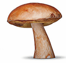 0602528y-10b6-220x212.png