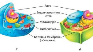Будова клітини (НУШ)