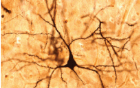 06025mo6-05e3-140x88.png