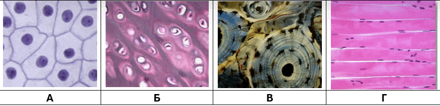 060261z7-8339-879x213.png