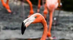 WILD ANIMALS