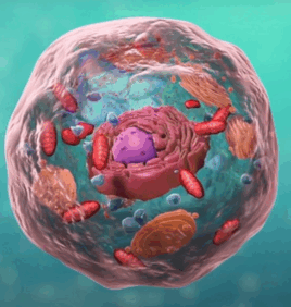 06026ccc-0d5b-268x282.png