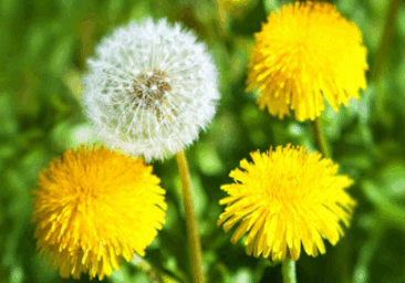 06026eea-88ae-366x256.png