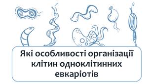 §10 Які особливості організації клітин одноклітинних евкаріотів