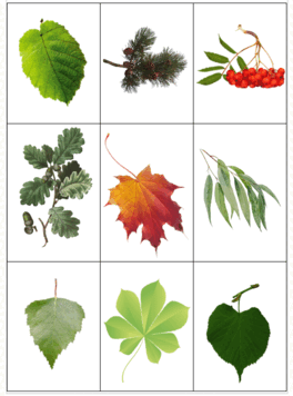 06026fho-a129-264x356.png