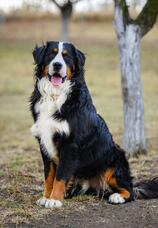06026hvw-8901-158x228.jpg