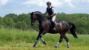 Learning to ride for adults - Horses 101 for beginners