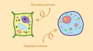 Типи організації клітин: про- та еукаріотичні клітини