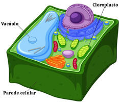 Célula vegetal - Mundo Educação