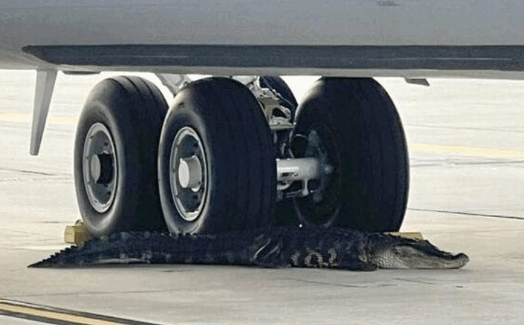 06026xpz-214b-741x460.png