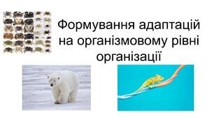 Презентація " Формування адаптацій на організмовому рівні організації"