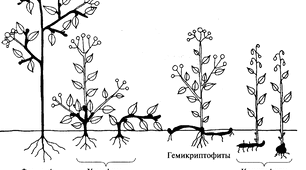 Життєві форми