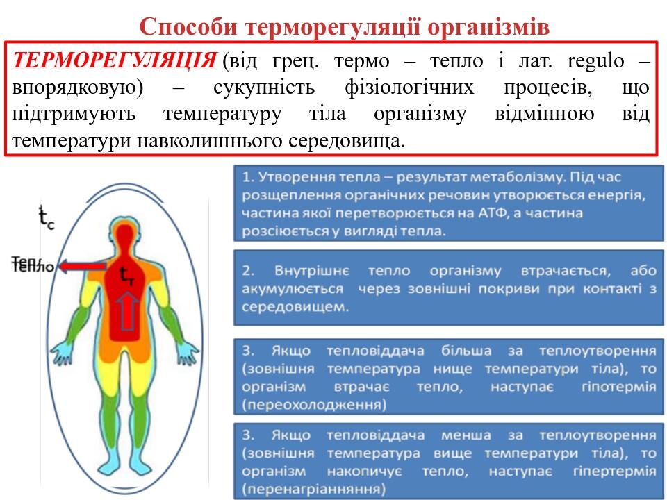 Способи терморегуляції організмів ТЕРМОРЕГУЛЯЦІЯ (від грец. термо – тепло і лат. regulo – впорядковую) – сукупність фізіологічних процесів, що підт...