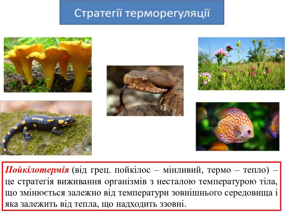 Пойкілотермія (від грец. пойкілос – мінливий, термо – тепло) – це стратегія виживання організмів з несталою температурою тіла, що змінюється залежн...