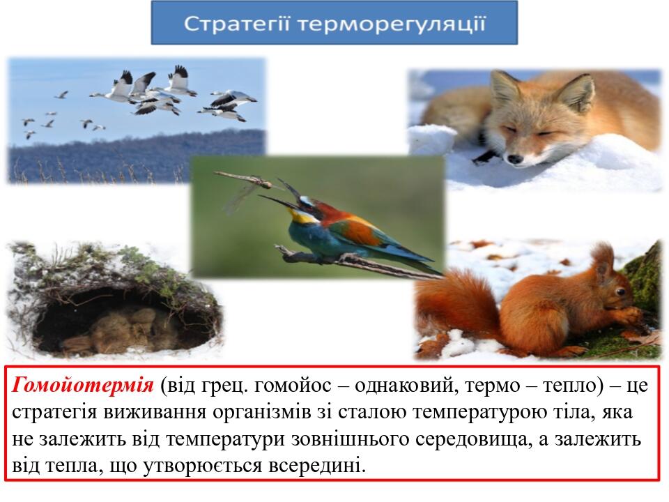 Гомойотермія (від грец. гомойос – однаковий, термо – тепло) – це стратегія виживання організмів зі сталою температурою тіла, яка не залежить від те...