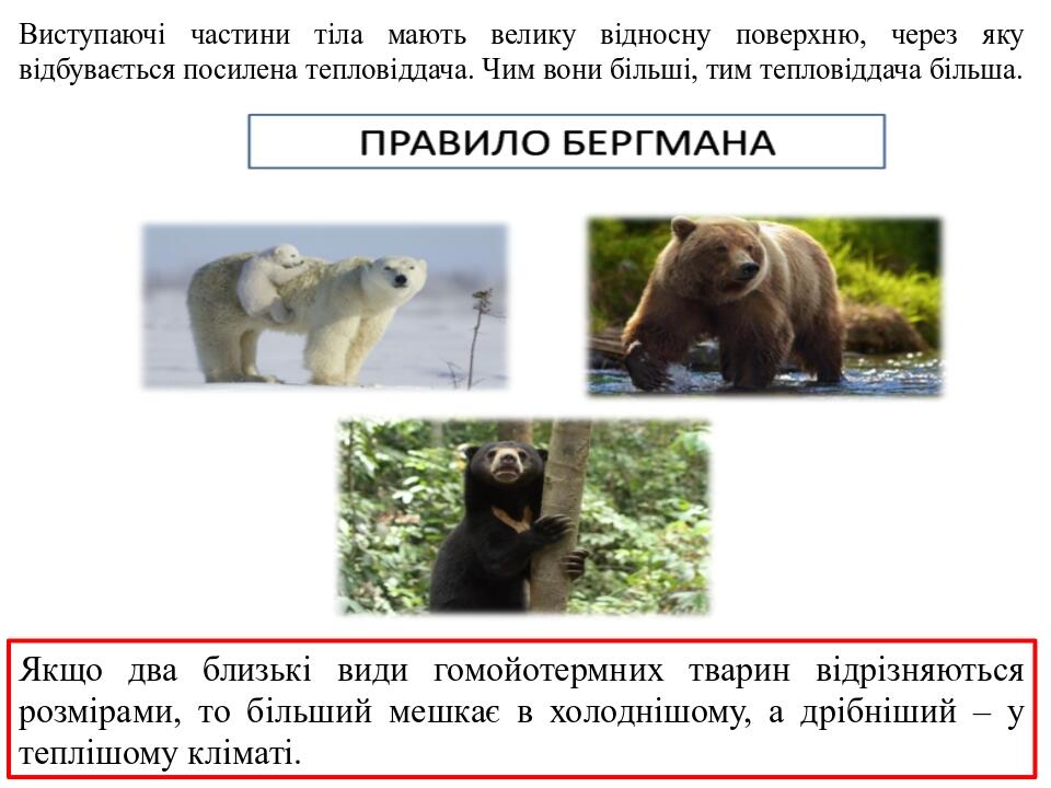 Виступаючі частини тіла мають велику відносну поверхню, через яку відбувається посилена тепловіддача. Чим вони більші, тим тепловіддача більша. Якщ...