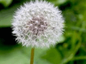 06027dzy-8ab8-286x215.png