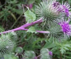 06027e91-7e72-226x190.png