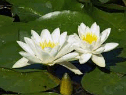 06027eef-04a9-253x191.png