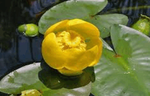 06027ehe-34d1-293x188.png