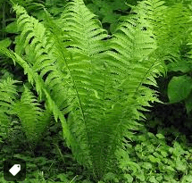 06027eru-e222-215x205.png