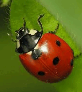 06027eug-59b3-169x188.png