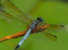 06027fz4-ca55-224x164.png