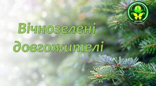 Презентація "Вічнозелені довгожителі"