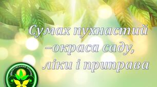Сумах пухнастий - окраса саду, ліки і приправа