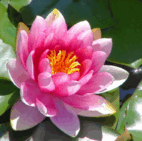 06027wlj-f276-142x141.png