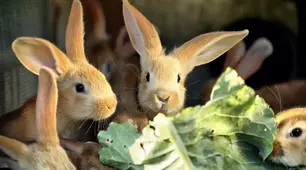 Міжнародний день  кролика (International  Rabbit Day)  - 28 вересня