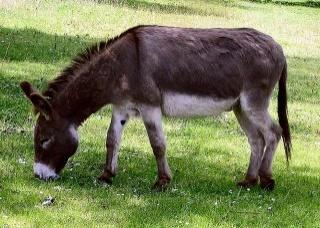 donkey — Викисловарь