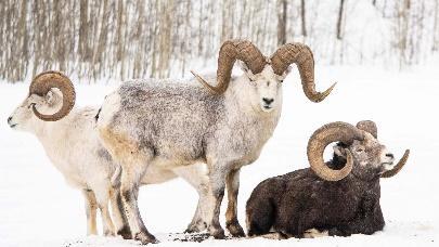 Thinhorn Mountain Sheep - Yukon Wildlife Preserve
