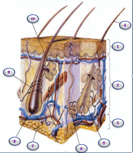 06028fp5-cd37-269x310.png