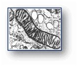 06028fpg-3d1b-156x134.png