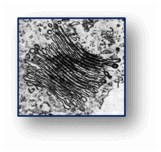 06028fpo-464e-161x152.png