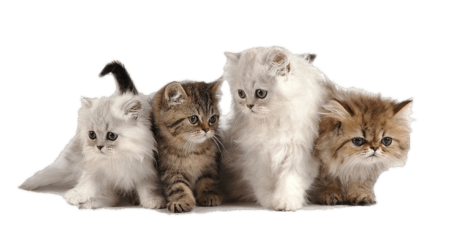 06028s3m-30d4-940x467.png