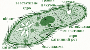 Одноклітинні евкаріоти - цілісні організми.