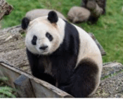 060292xp-cc82-175x141.png