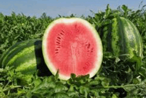 0602931a-fd34-295x197.png