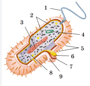 060294xz-9891-308x294.png
