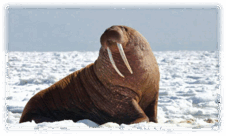 060296tm-1388-226x136.png