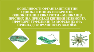 Презентація "Особливості організації клітин одноклітинних евкаріотів. Одноклітинні евкаріоти – мешканці прісних (на прикладі евглени зеленої та інфузорії-туфельки) та морських (на прикладі форамініфер) водойм."