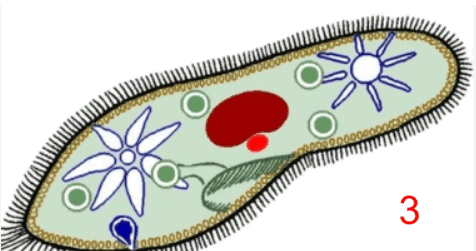 06029kvx-c118-476x251.png
