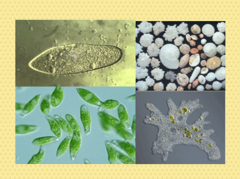 06029lda-d4df-481x359.png