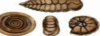 06029lj3-126b-336x123.png
