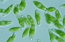 06029n4y-263e-250x161.png